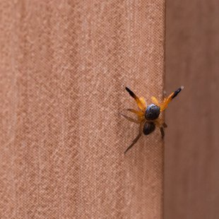 カタオカハエトリ？