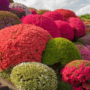 鶴峯公園つつじ祭り1