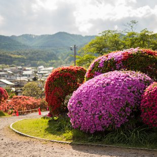 鶴峯公園つつじ祭り2