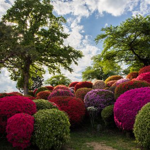 鶴峯公園つつじ祭り3