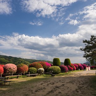 鶴峯公園つつじ祭り4