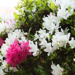 鶴峯公園つつじ祭り6