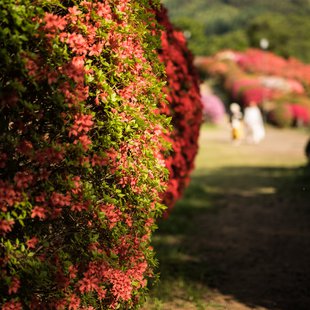 鶴峯公園つつじ祭り7