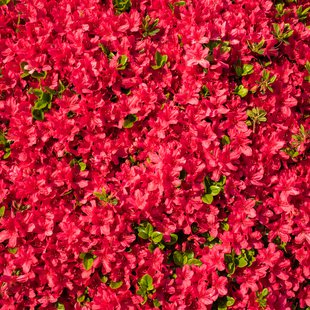 鶴峯公園つつじ祭り8