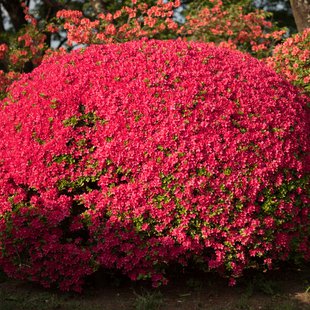鶴峯公園つつじ祭り9