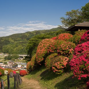 鶴峯公園つつじ祭り10