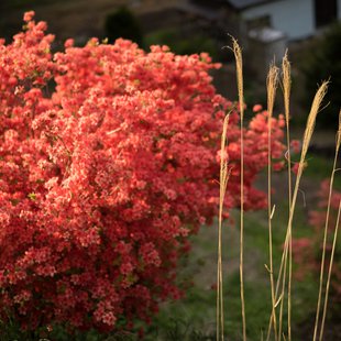 鶴峯公園つつじ祭り11