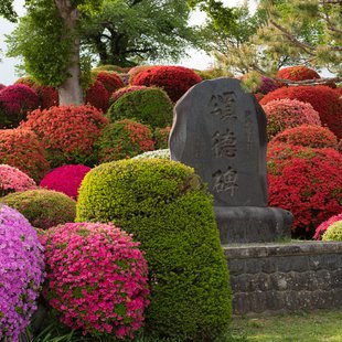 鶴峯公園つつじ祭り12
