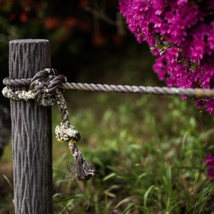 鶴峯公園つつじ祭り13