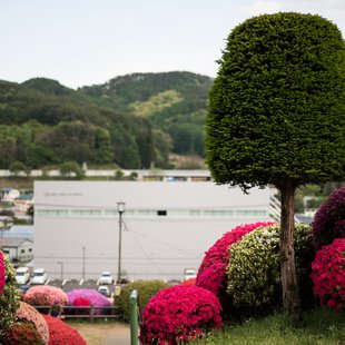 鶴峯公園つつじ祭り14