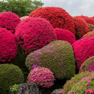 鶴峯公園つつじ祭り15