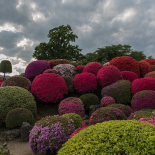 鶴峯公園つつじ祭り16