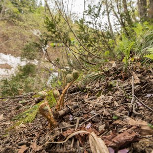 奥裾花自然園，奥裾花渓谷2