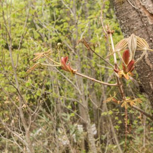 奥裾花自然園，奥裾花渓谷4