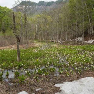 奥裾花自然園，奥裾花渓谷5