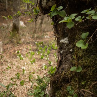 奥裾花自然園，奥裾花渓谷7