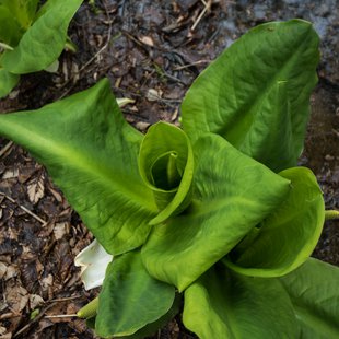 奥裾花自然園，奥裾花渓谷10