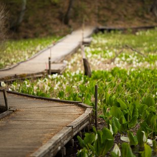 奥裾花自然園，奥裾花渓谷11