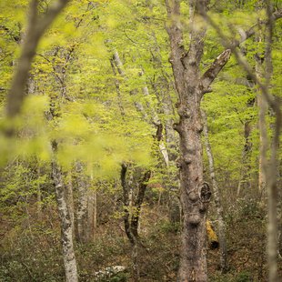 奥裾花自然園，奥裾花渓谷13