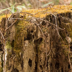奥裾花自然園，奥裾花渓谷16