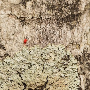 奥裾花自然園，奥裾花渓谷17-ナミケダニの仲間？