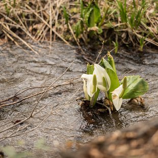 奥裾花自然園，奥裾花渓谷18