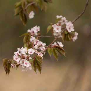 奥裾花自然園，奥裾花渓谷19