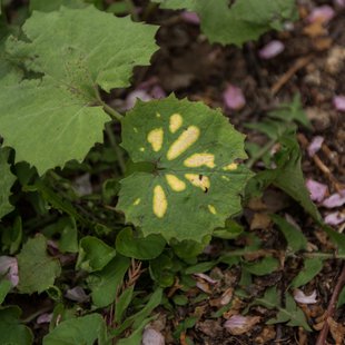 奥裾花自然園，奥裾花渓谷22