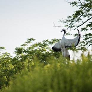 茶臼山恐竜公園7