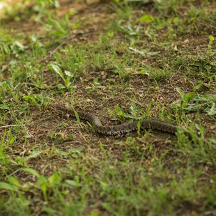 茶臼山恐竜公園8