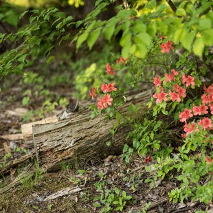 茶臼山恐竜公園13