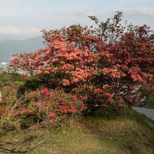 茶臼山恐竜公園16