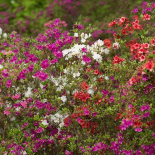 茶臼山恐竜公園17
