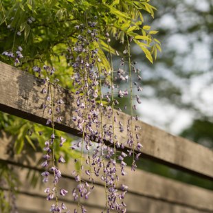 茶臼山恐竜公園18