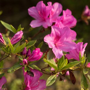 茶臼山恐竜公園19