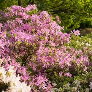 茶臼山恐竜公園20