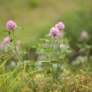 茶臼山恐竜公園26
