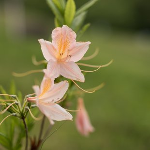 茶臼山恐竜公園27