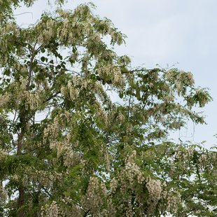 茶臼山恐竜公園28