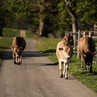 戸隠キャンプ場，戸隠牧場3