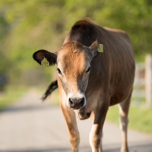 戸隠キャンプ場，戸隠牧場4