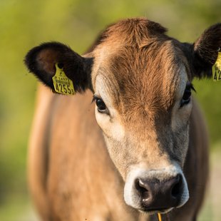 戸隠キャンプ場，戸隠牧場5