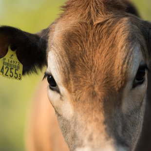 戸隠キャンプ場，戸隠牧場6