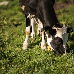 戸隠キャンプ場，戸隠牧場7