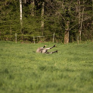 戸隠キャンプ場，戸隠牧場8
