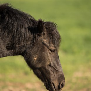 戸隠キャンプ場，戸隠牧場9