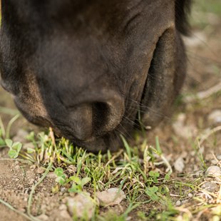 戸隠キャンプ場，戸隠牧場10