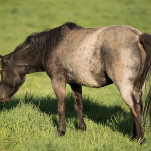 戸隠キャンプ場，戸隠牧場11