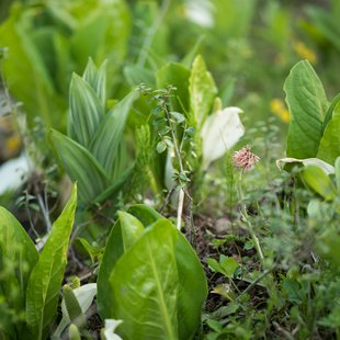 戸隠キャンプ場，戸隠牧場13