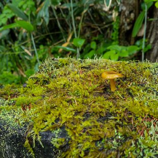 戸隠森林植物園1